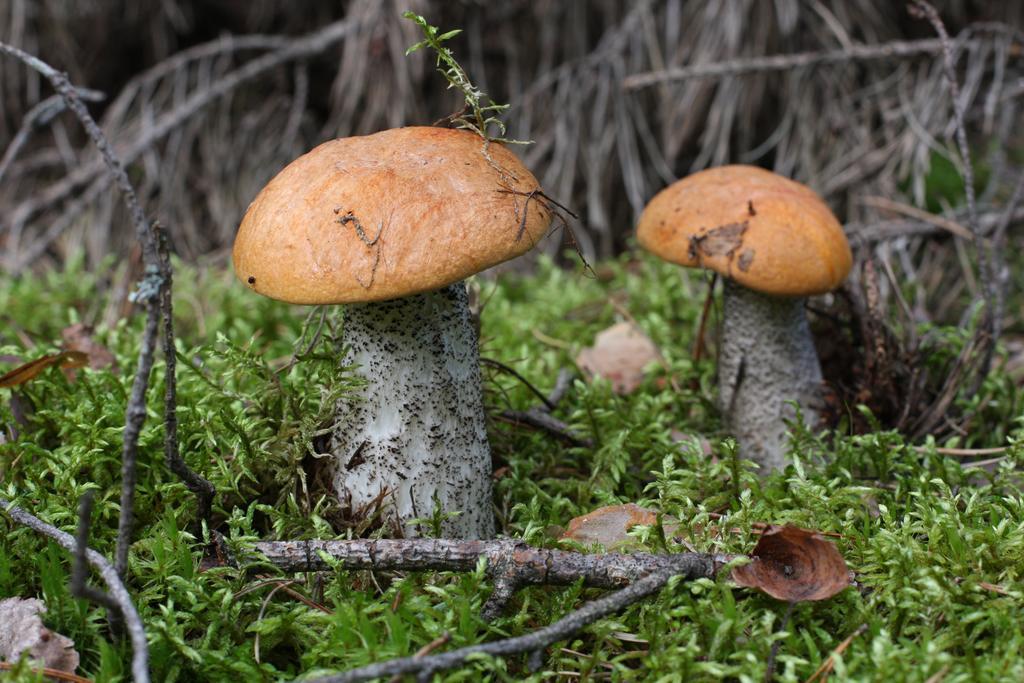 Agroturystyka Sominy Piotr Luaran gambar