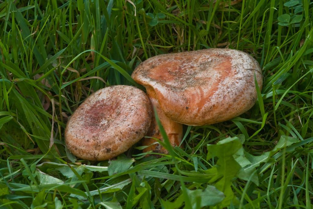 Agroturystyka Sominy Piotr Luaran gambar